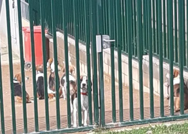Concentración en Barcelona para pedir que la UAB deje de utilizar perros para la docencia