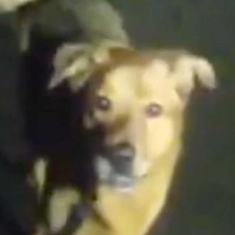 Una cámara de la policía capta cómo un perro les …
