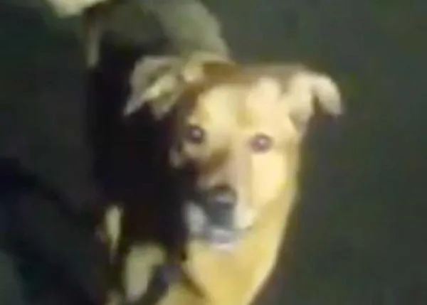 Una cámara de la policía capta cómo un perro les lleva hasta su humana, una anciana que se había caído y no podía moverse