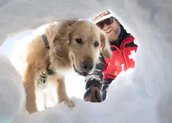 ¿Cómo trabajan los perros de rescate en la nieve? 