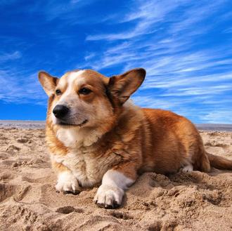 Viajar con perros al Reino Unido: la normativa vigente