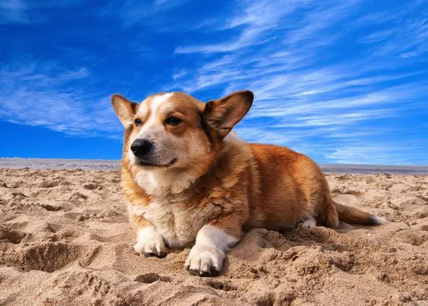 Viajar con perros al Reino Unido: la normativa vigente