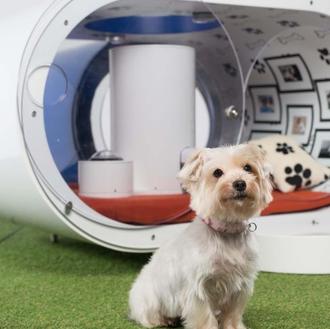 La casa perruna del futuro, según Samsung, con piscina y …