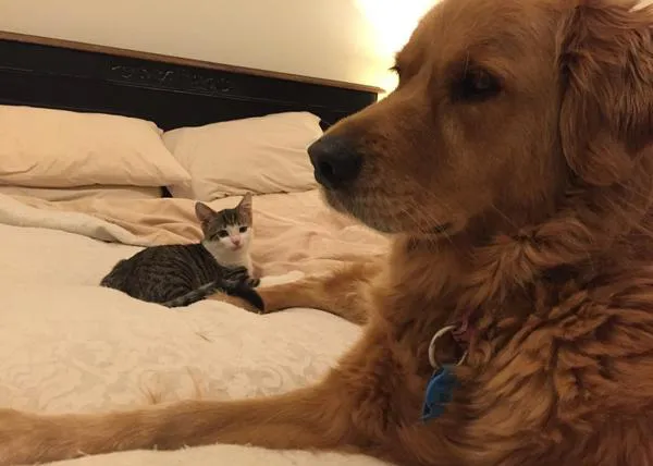 Un gatito rescatado y rechazado por otros gatos es adoptado por una Golden Retriever
