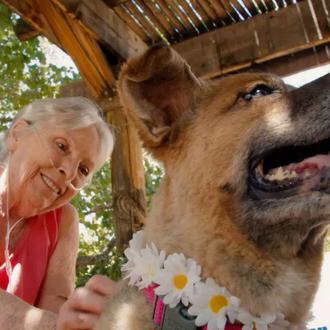 “Seniors salvando a Seniors”, perros mayores y personas mayores que …