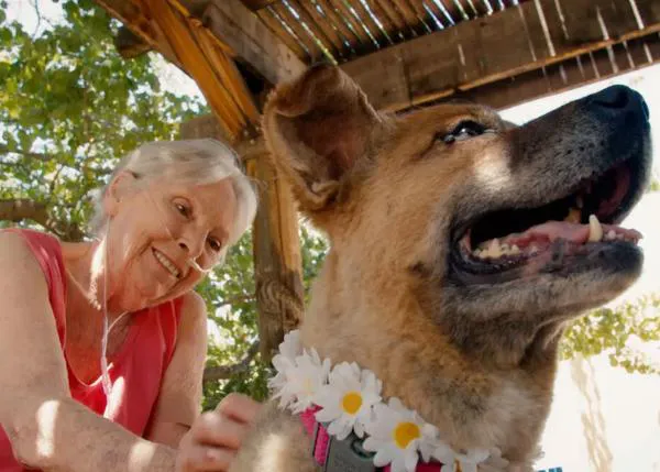 “Seniors salvando a Seniors”, perros mayores y personas mayores que se ayudan mutuamente