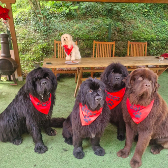 Cantabria con perro: playas caninas y alojamientos dog friendly para …