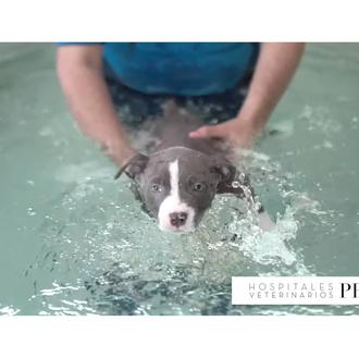 ¿Qué es el síndrome del cachorro nadador y cómo se …