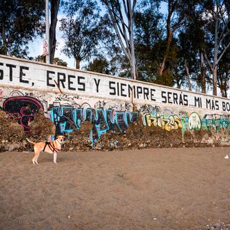 Perros (adoptados) que cambian vidas, la historia de Tenoch y …