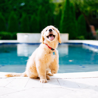 Un precioso homenaje póstumo a Ollie, el Golden de tres …