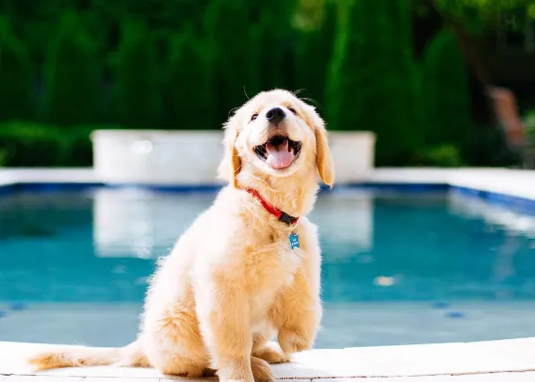 Un precioso homenaje póstumo a Ollie, el Golden de tres patas que enamoró al mundo