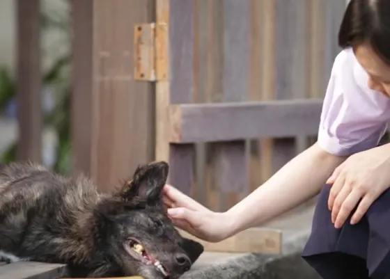 Una historia de cómo el miedo a los perros se transforma en amor hacia ellos: un anuncio triste y emocionante