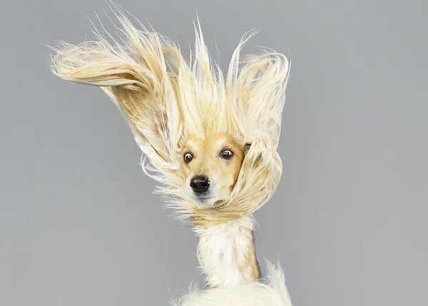 Espectaculares fotos de perros 