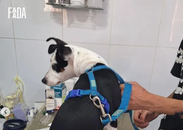 En Cádiz, las personas sin hogar que conviven con animales ya pueden acceder a recursos municipales