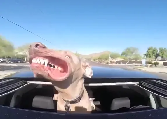 5 vídeos de momentos caninamente perfectos