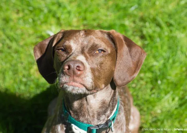 Lunes, versión perruna: 17 perros que también tienen un mal día :-)