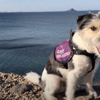 Un hombre con diabetes que viajaba con su perro de …