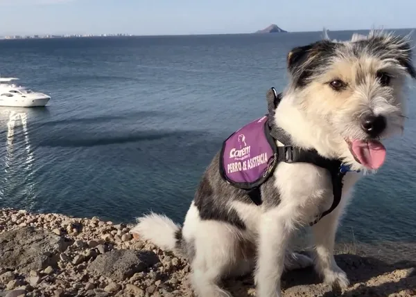 Un hombre con diabetes que viajaba con su perro de alerta médica a Canarias... obligado a bajar del avión por ir con el can