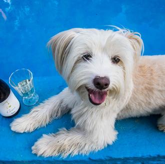 Canes, los vinos de Bodegas Martínez Yebra con el alma …