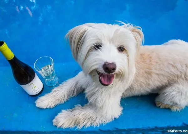 Canes, los vinos de Bodegas Martínez Yebra con el alma perruna: un homenaje a una amistad eterna