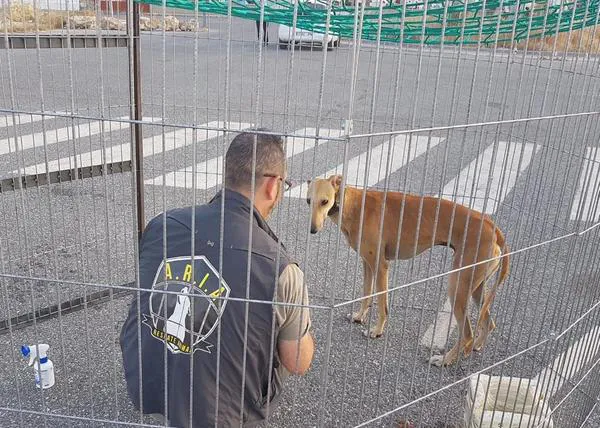 Los voluntarios expertos en los rescates de perros más complicados necesitan nuestra colaboración