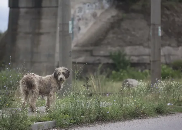 Una película documenta la vida de los perros callejeros de Rumanía (y de los voluntarios con la titánica tarea de ayudarlos)