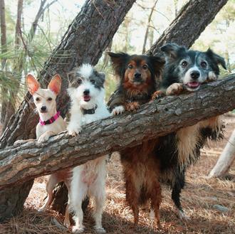De perros de la calle a estrellas de la TV …