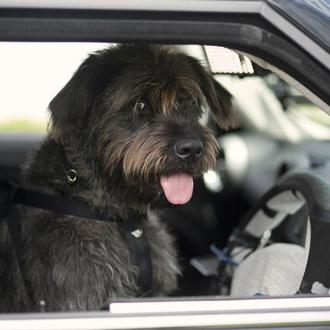 ¿Puede un perro conducir un coche? En SPCA Auckland demostrarán …