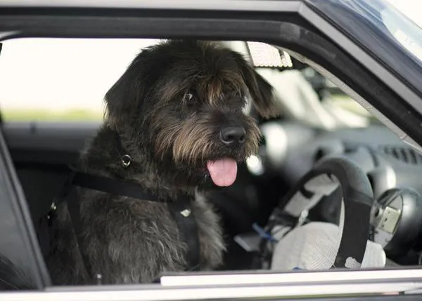 ¿Puede un perro conducir un coche? En SPCA Auckland demostrarán que sí
