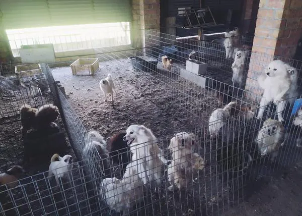 El SEPRONA desmantela (otra) granja de cachorros: un centenar de canes, la mitad con las cuerdas vocales cortadas