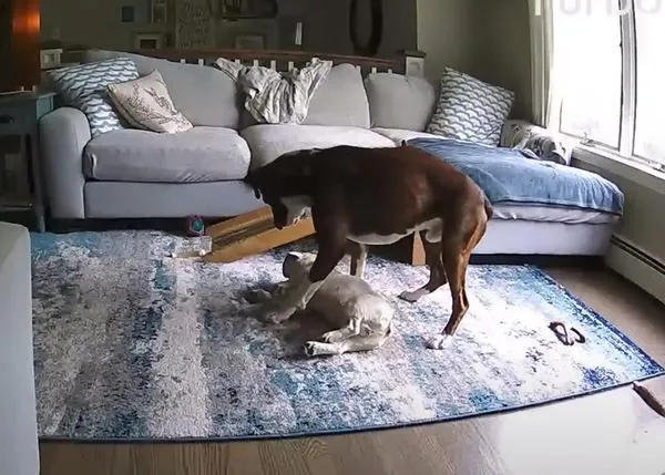 Una cámara de seguridad capta la impresionante reacción de un perro cuando su compi perruno tiene una crisis epiléptica
