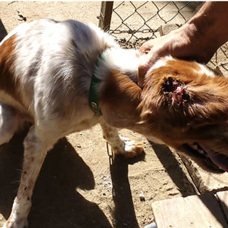 Maltrato animal en España: en 2018 el SEPRONA ha detenido …