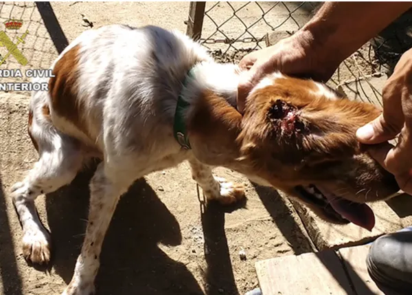 Maltrato animal en España: en 2018 el SEPRONA ha detenido o investigado a 590 personas