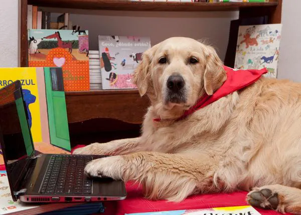 Profesores perros, también a través de una pantalla: la lectura educativa con Perros y Letras R.E.A.D. España