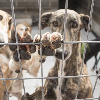 Parlamentarios europeos expresan oficialmente su preocupación por el trato que …