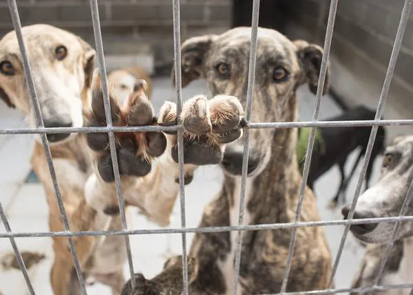 Parlamentarios europeos expresan oficialmente su preocupación por el trato que en España se da a los perros de caza