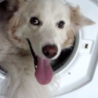 Videos virales perrunos que no son lo que parecen a …