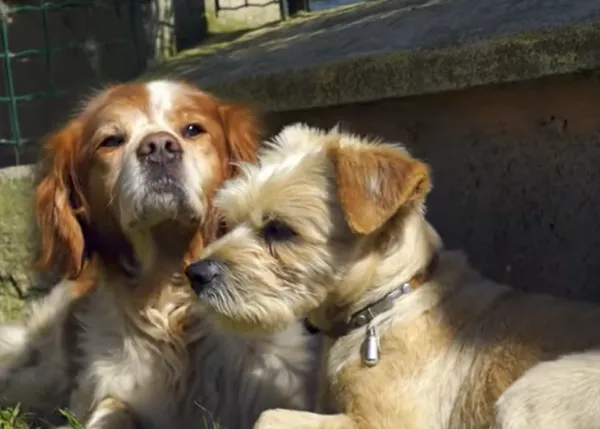 Un can que llevaba 9 años encerrado en un garaje hace su primer amigo perro