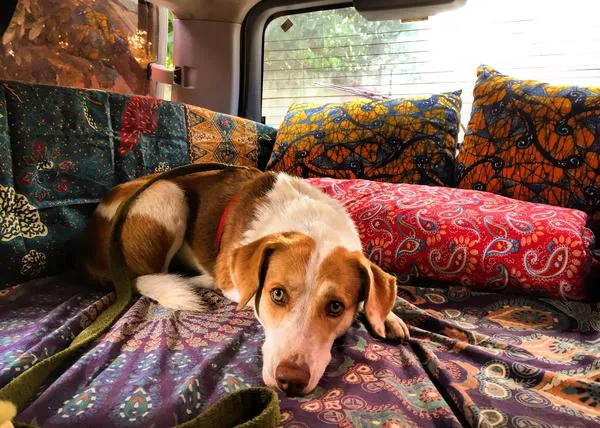 Aventuras nómadas en compañía canina: Sara y Gingy Mou, mejorando la vida de los perros en África