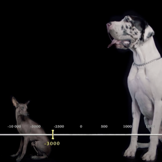 Grandes documentales perrunos: El mayor santuario canino y Cómo los …