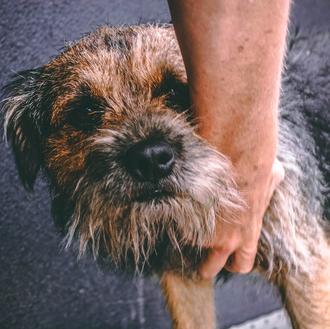 Estrategias útiles para proteger a un perro de personas desconocidas …