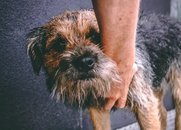 Estrategias útiles para proteger a un perro de personas desconocidas y excesivamente efusivas