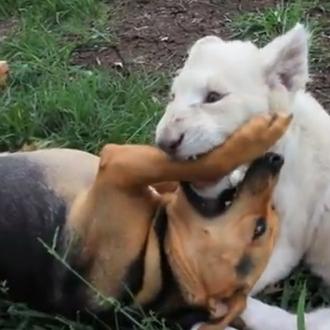 Amistades improbables pero ciertas: la perra y el cachorro... de …