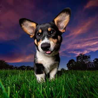 La fotógrafa de las sonrisas caninas que contagian sonrisas a …