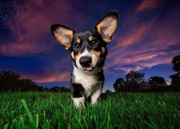 La fotógrafa de las sonrisas caninas que contagian sonrisas a los humanos