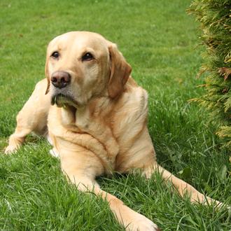 Recomiendan comenzar la detección del cáncer en perros a los …