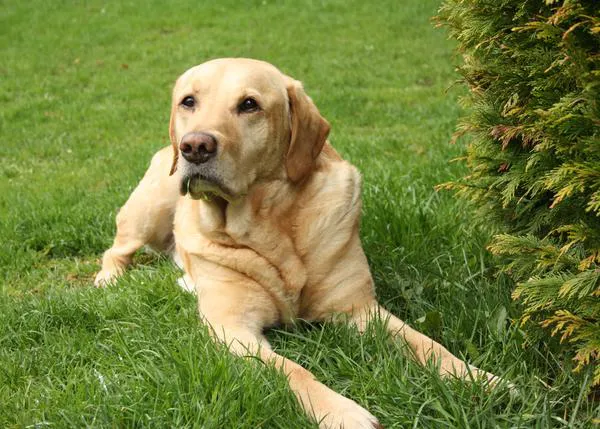 Recomiendan comenzar la detección del cáncer en perros a los 7 años: es la principal causa de muerte en canes adultos