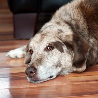 La tercera edad canina: cuatro falsos mitos