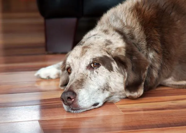 La tercera edad canina: cuatro falsos mitos