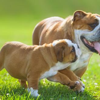 Propuestas políticas sobre bienestar animal que deberían ser una realidad